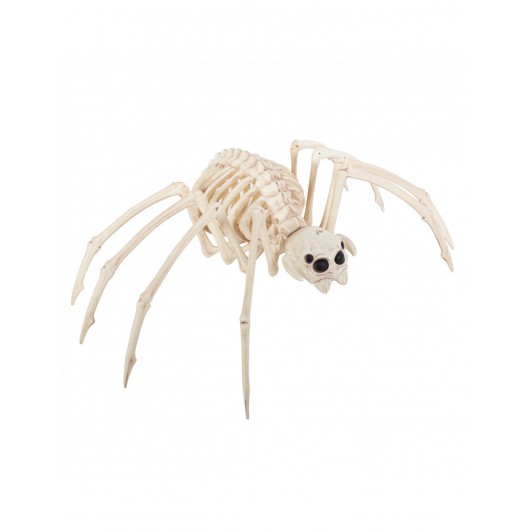 Skelett Spinne