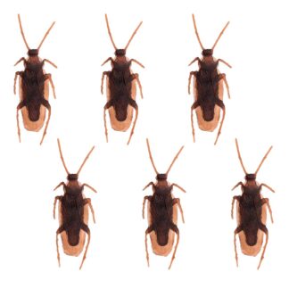 Set 6 Cockroaches (2.5 X 7.5 Cm)